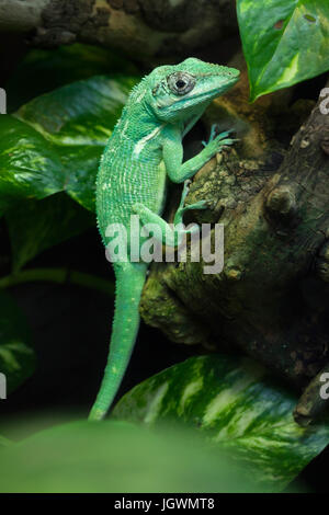 Anole Chevalier (Anolis equestris), également connu sous le nom de l'anole chevalier cubain. Banque D'Images