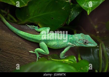 Anole Chevalier (Anolis equestris), également connu sous le nom de l'anole chevalier cubain. Banque D'Images