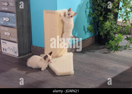 Deux chatons, seal point tabby point blanc, blanc, 6 semaines, jouant à un conseil de sisal sur le mur Banque D'Images