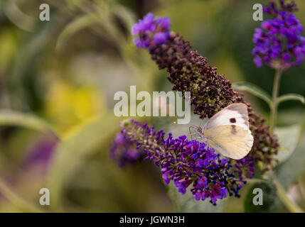 Petit papillon blanc du chou sur buddliea Banque D'Images