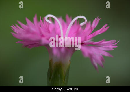 Image macro d'une fleur rose de jeune fille viewd de côté. Banque D'Images