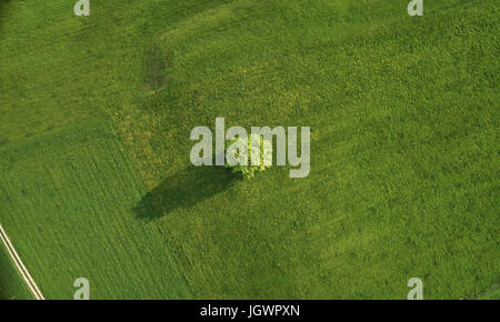 Seul l'établissement Oak tree in field, overhead view, Munsing, Bavière, Allemagne Banque D'Images