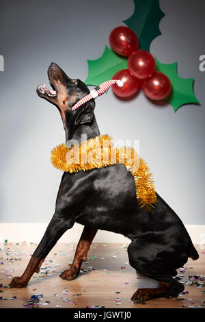 Dog wearing santa hat avec des baies de houx et de fête Banque D'Images
