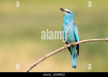 Coracias garrulus European (rouleau), adultes se nourrissent d'insectes, N.P. Hortobagy, Hongrie Banque D'Images