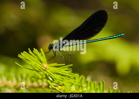 Ébène jewelwing masculins (demoiselle Calopteryx maculata) reposant sur une branche de sapin. Libellule à ailes isolés contre un arrière-plan flou. Banque D'Images