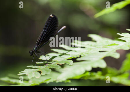 Ébène jewelwing femelle (demoiselle Calopteryx maculata) reposant sur une feuille de fougère. Libellule à ailes isolés contre un arrière-plan flou. Banque D'Images