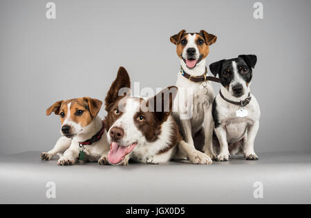 Border collie et Jack russell terrier amis, Royaume-Uni Banque D'Images