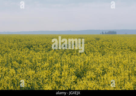Plantation, champs de colza (Brassica napus), Boissy sous Saint Yon, Essonne, Ile de France, France Banque D'Images