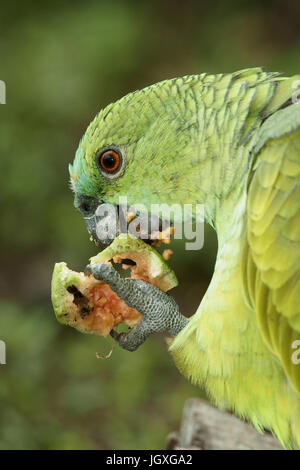 Animal, perroquet, Pantanal, Mato Grosso do Sul, Brésil Banque D'Images