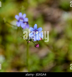 Nemesia versicolor fleurs dans le sud du Cap, Afrique du Sud Banque D'Images