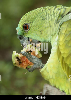 Animal, perroquet, Pantanal, Mato Grosso do Sul, Brésil Banque D'Images