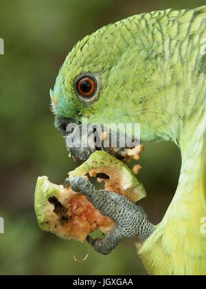 Animal, perroquet, Pantanal, Mato Grosso do Sul, Brésil Banque D'Images