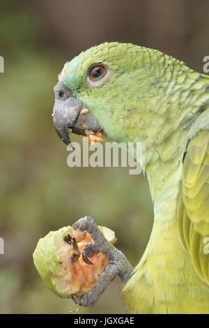 Animal, perroquet, Pantanal, Mato Grosso do Sul, Brésil Banque D'Images