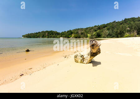 Bois flotté sur la plage de sable à whote, Layan Baie de Bang Tao, Phuket, Thaiand Banque D'Images