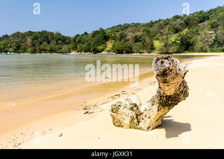Bois flotté sur la plage de sable à whote, Layan Baie de Bang Tao, Phuket, Thaiand Banque D'Images
