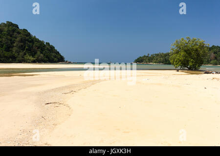 Arbre généalogique de mangrove sur la plage de sable blanc de la Baie de Bang Tao, Layan, Phuket, Thaiand Banque D'Images