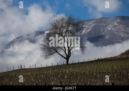 La vinification en Savoie (73), AUVERGNE-RHONE-ALPES, FRANCE Banque D'Images