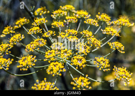 Foeniculum vulgare 'Purpureum'. Fenouil pourpre fleurs jaune Banque D'Images