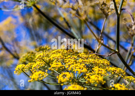 Foeniculum vulgare 'Purpureum'. Fenouil pourpre fleurs jaune Banque D'Images