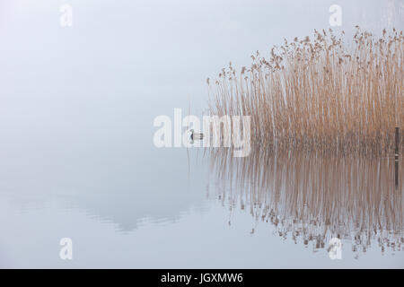 Lone duck paddling par roseaux. Banque D'Images