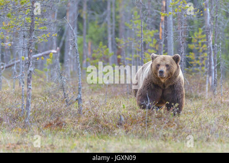 Eurasienne sauvages Ours brun (Ursus arctos arctos) dans les forêts de Finlande. Banque D'Images
