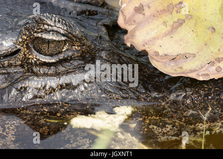 Alligator, Animal-dommage-marécages, Pantanal, Mato Grosso do Sul, Brésil Banque D'Images