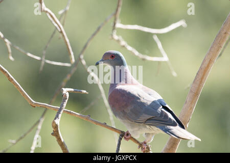 Ave, Dove-Galician, Pantanal, Mato Grosso do Sul, Brésil Banque D'Images