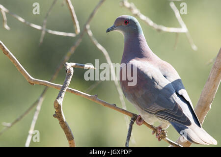 Ave, Dove-Galician, Pantanal, Mato Grosso do Sul, Brésil Banque D'Images