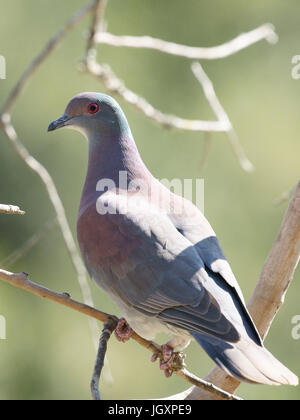 Ave, Dove-Galician, Pantanal, Mato Grosso do Sul, Brésil Banque D'Images