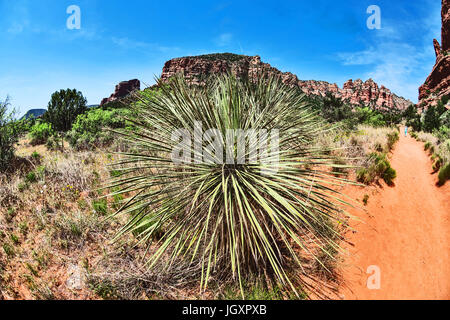 Paysage avec grande plante du désert, Sedona, Arizona, USA Banque D'Images