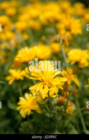 Abondance de fleurs fleurs marguerite Banque D'Images