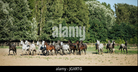 Troupeau de chevaux au galop à exécuter dans la ferme des animaux contre la poussière du fond naturel vert Banque D'Images