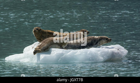 Un quatuor de phoques reste sur un petit iceberg Banque D'Images