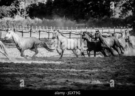 Troupeau de chevaux s'exécute dans le coucher du soleil accueil photo noir et blanc d'été Banque D'Images