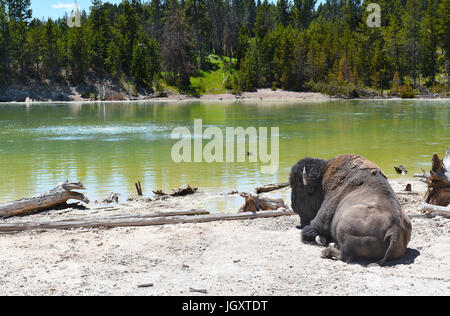 Un bison solitaire pose près d'une piscine dans la région du volcan de boue de parc national de Yellowstone. Banque D'Images