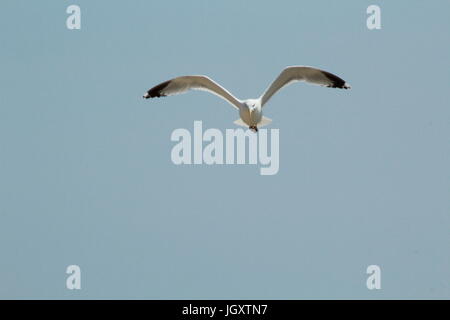 Flying seagull Banque D'Images