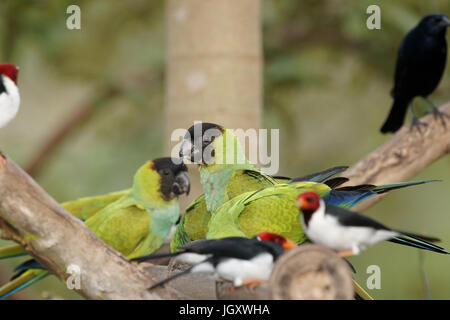 Les oiseaux, le Prince Noir, Cardinal-dommage-marécages, Pantanal, Mato Grosso do Sul, Brésil Banque D'Images