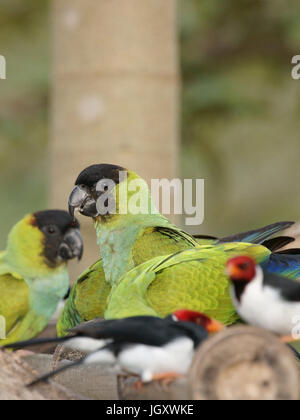 Les oiseaux, le Prince Noir, Cardinal-dommage-marécages, Pantanal, Mato Grosso do Sul, Brésil Banque D'Images