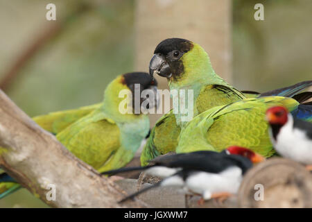 Les oiseaux, le Prince Noir, Cardinal-dommage-marécages, Pantanal, Mato Grosso do Sul, Brésil Banque D'Images