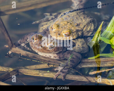 L'accouplement de crapauds communs (Bufo bufo) UK Banque D'Images