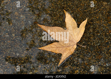 Une feuille de platane couleur tan tombé sur une flaque sombre, flottant à la surface qui reflète le ciel au-dessus ; simple, paisible, copy space, libre. Banque D'Images