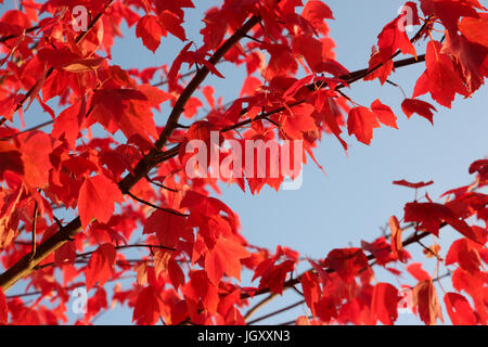 Feuilles d'érable rouge sur noir branches contre un ciel bleu de l'automne, le contraste est saisissant. Banque D'Images