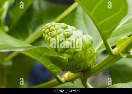 Arbre généalogique sur fruit de noni (Morinda citrifolia) aka grand morinda, Indian Mulberry, Noni, mûrier, fromage fruit beach Banque D'Images