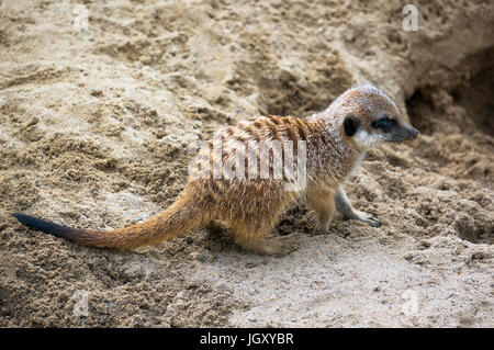 Meerkat ou Suricate dans le zoo. Une peur meerkat se tient sur le sable Banque D'Images