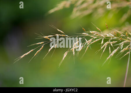 Switchgrass (Panicum virgatum) gros plan - États-Unis Banque D'Images