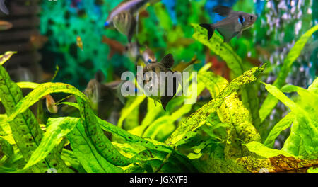 Symphysodon discus dans un aquarium sur un fond vert Banque D'Images