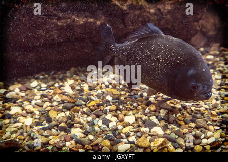 Piranha nage sous l'eau au fond de la rivière, sur un fond de pierres. Banque D'Images