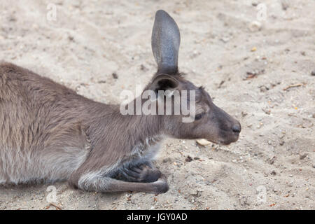 De l'Ouest continentale (Macropus fuliginosus kangourous gris melanops), également connu sous le nom de black-faced kangaroo. Banque D'Images