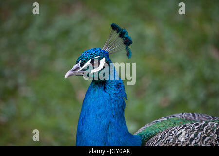 Pavo cristatus (paons indiens), également connu sous le nom de paons bleus. Banque D'Images