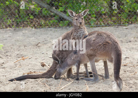 De l'Ouest continentale (Macropus fuliginosus kangourous gris melanops), également connu sous le nom de black-faced kangaroo. Banque D'Images